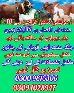 مویشی