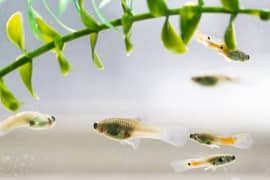Exotic Guppy (Fries/babies)