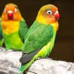 Love Birds with Cage are available for Sale