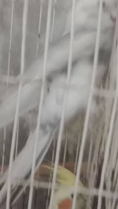 budgies