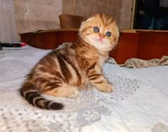 Scottish Fold Kitten Available – Healthy & Playful