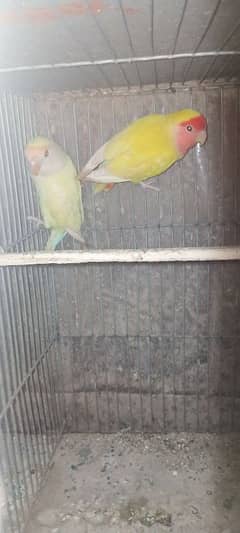 albino