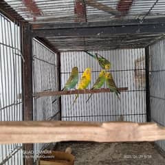 budgies
