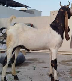 Qurbani Goat For Sale