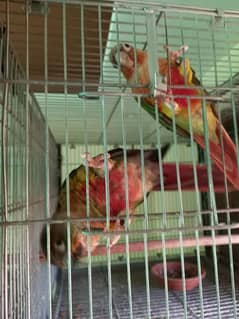 conure | breeder | pair | available