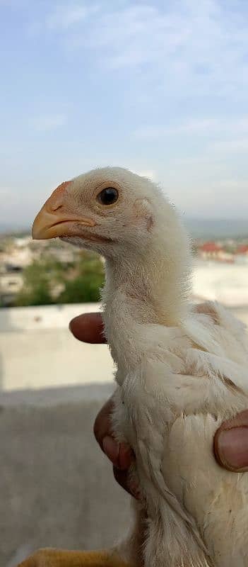 OShamo King size Chicks 5