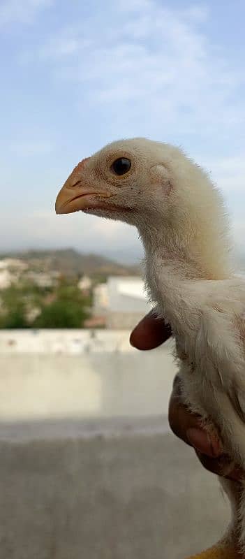 OShamo King size Chicks 6