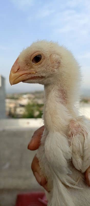 OShamo King size Chicks 7