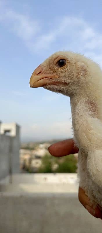 OShamo King size Chicks 8