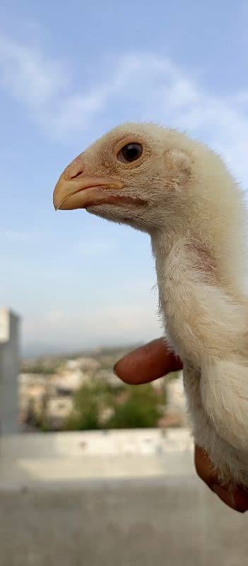 OShamo King size Chicks 9