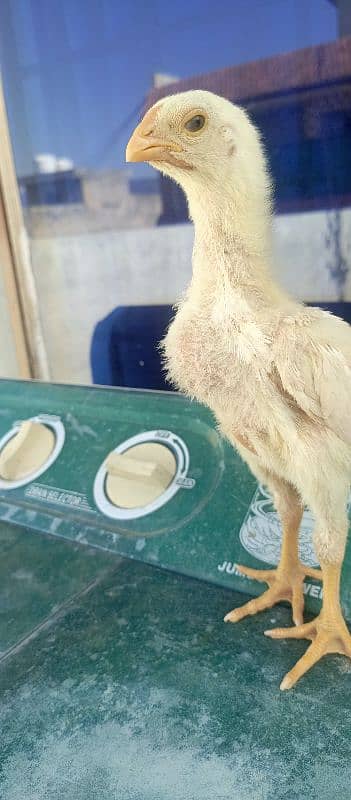 OShamo King size Chicks 13