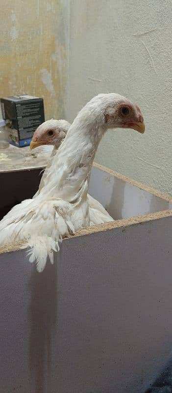 OShamo King size Chicks 14