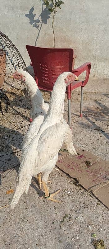OShamo King size Chicks 16