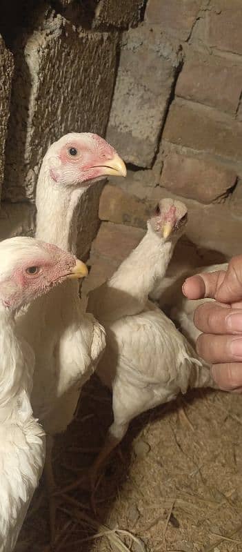 OShamo King size Chicks 18