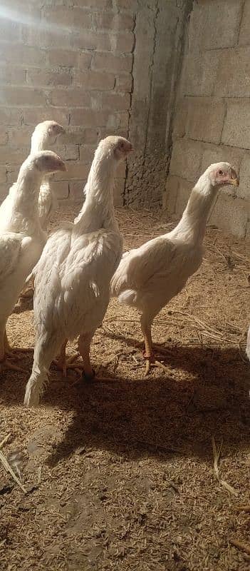 OShamo King size Chicks 19
