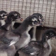 Thai Aseel | Thai Aseel chicks |