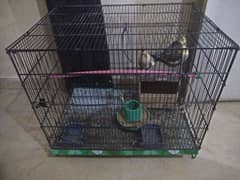 Parrots 3 cockatiel 2 male 1 female breeder
