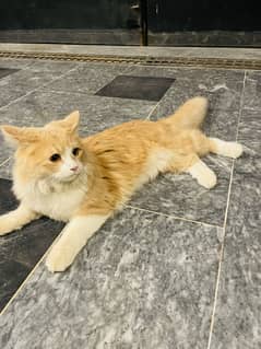 Persian Male