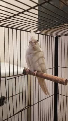 cockatiel
