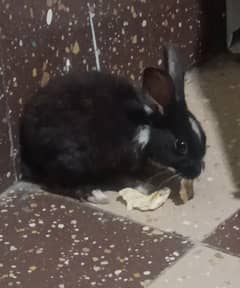 Rabbit