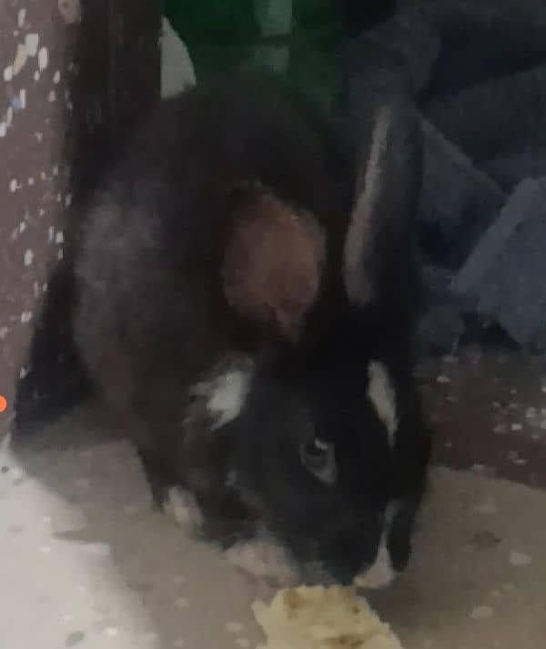 Rabbit 1