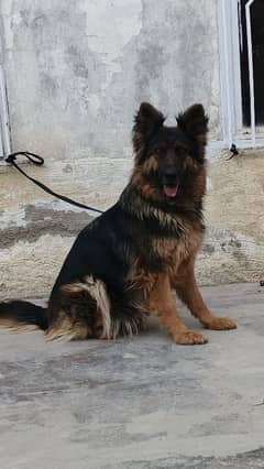 German Shepherd