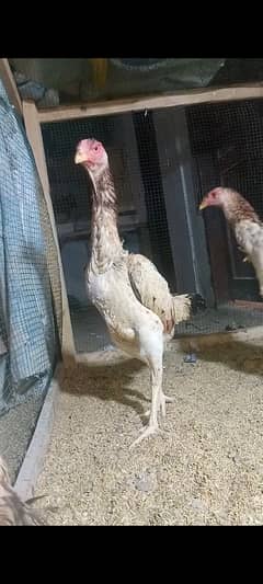 King O shamo Long Heighted Female
