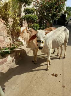 2 Dant Bachri for Qurbani 2025