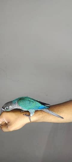 Blue Turquoise Black