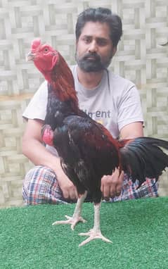 100% with Purity Pakoy Breeder