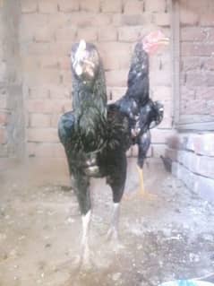 aseel