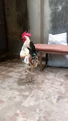 Desi murgha