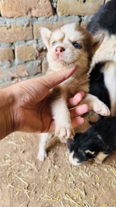 husky female 3 month almost babies brown only