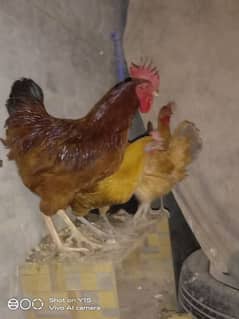 Hens and Cock for sell