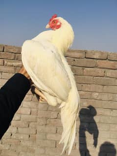 peper white aseel patha