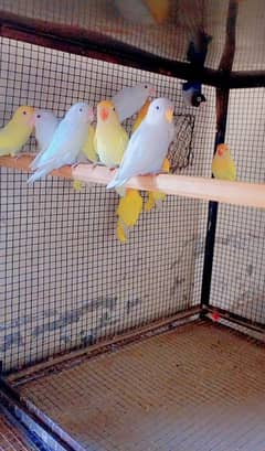 creamino decino albino Latino
