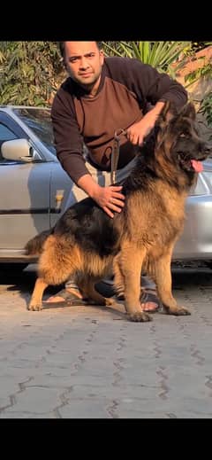 German Shepherd Male