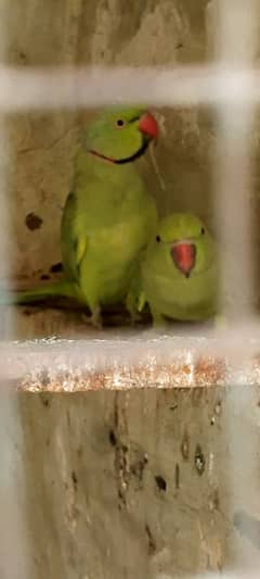 breeder pair h 03136187600