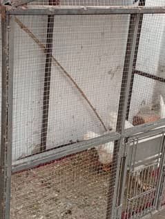 Hens