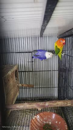 breeder pairs available. . . . . . . urgent sale. . 8 portion cage for sale. . . .