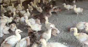peacocks