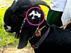 Goat for sale/Eidnbakra/Beautiful Black Goat/Qurbani ka Bakra /Qurbani
