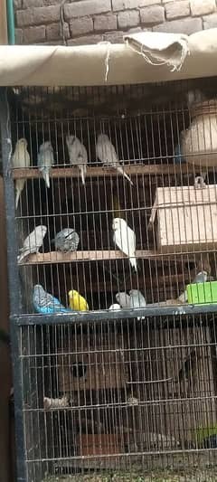 buggies for sell