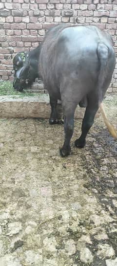 Qurbani