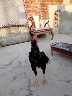 pakoya