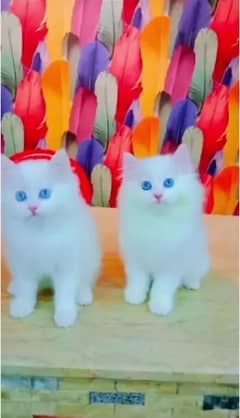 persian