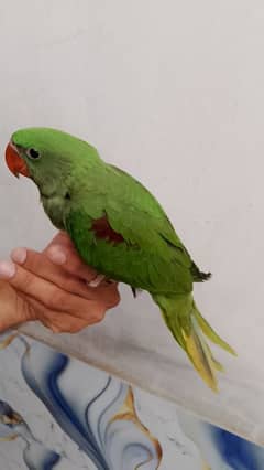 kashmiri Pahari raw parrot chick
