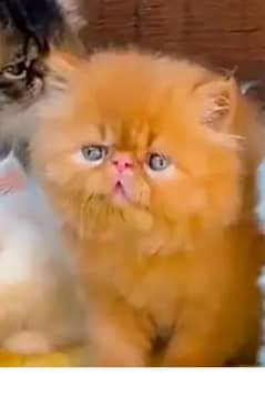 persian cat for sale male or female my WhatsApp 03301750780