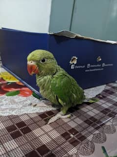talking parrot
