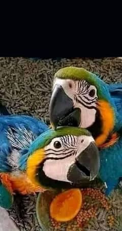 blue and gold macaw chicks for sale age 5 month